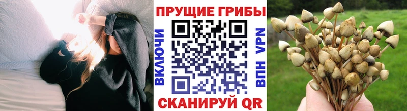 где купить Зубцов Галлюциногенные грибы Magic Shrooms